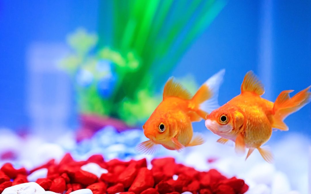 Crafting Your Aquatic Haven: A Step-by-Step Guide to Setting Up Your Own Home Fish Tank