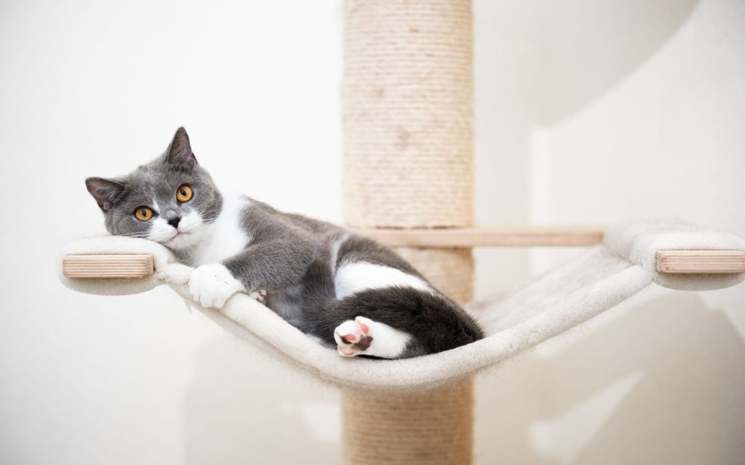 Feline Friends: A Guide to the Top 10 Must-Have Essentials for Happy Cats