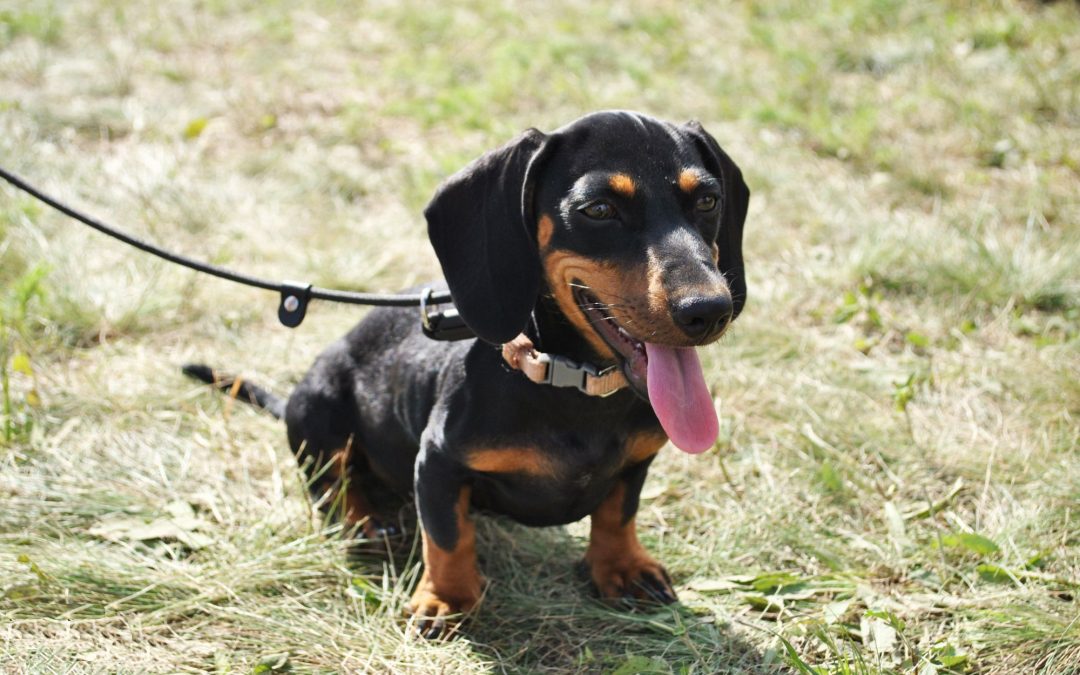 Unleashing Comfort and Control: A Guide to Choosing the Ideal Dog Leash and Collar