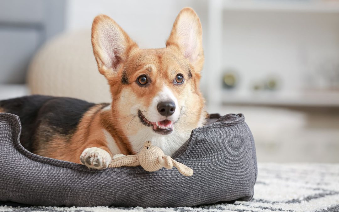 Canine Care Checklist: 10 Essential Items for Every Dog Owner