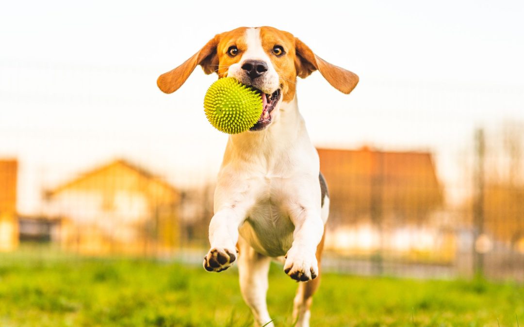 Playtime Safety: A Guide to Selecting Pet Toys for Your Beloved Companion