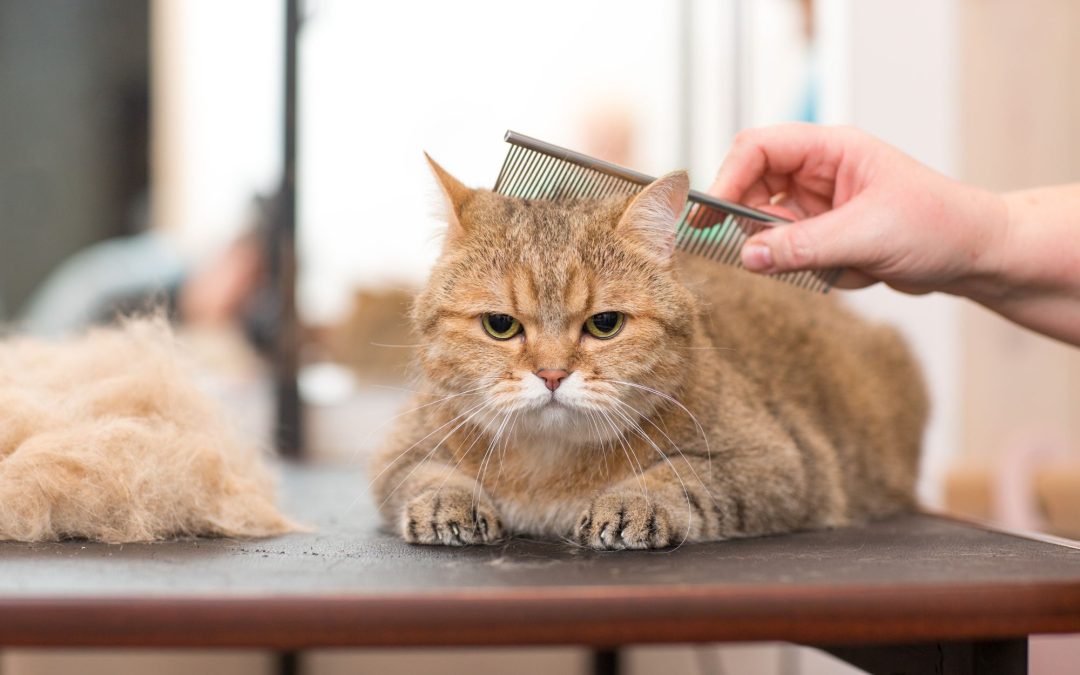 The Perfect Pampering: A Guide to Pet Grooming and Essential Tools